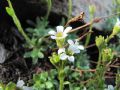 Saxifraga androsacea